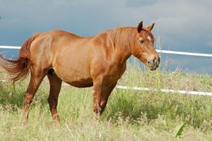 South Pearl (par Lancero du Galion) est une des bonnes filles de Priory Pink Pearl - ph. coll. Bernard Vaucher
