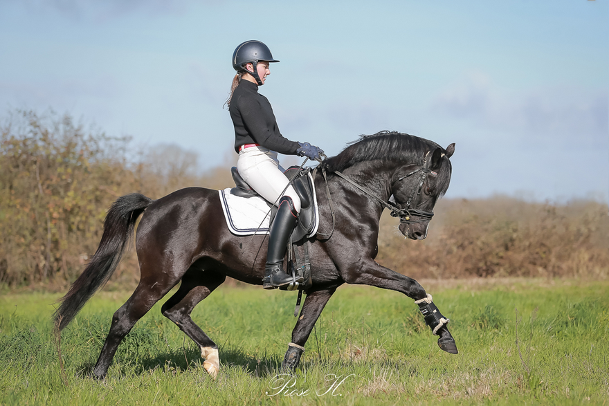 Cassandra Rouxel en selle sur Follow Me Fast, le fils de son étalon Under Cover Fast avec qui il participait aux championnats d’Europe de Hongrie l’été dernier – ph. Rose Harang