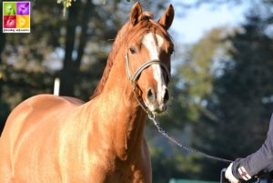 L'étalon Kastanienhof Cockney Cracker, ici à 3 ans chez ses éleveurs allemands Julia et Timo Coldewey, participera pour la première fois aux championnats d'Europe de Dressage. Il est aligné dans l'équipe d'Allemagne sous la selle d'Antonia Busch-Kuffner - ph. Poney As