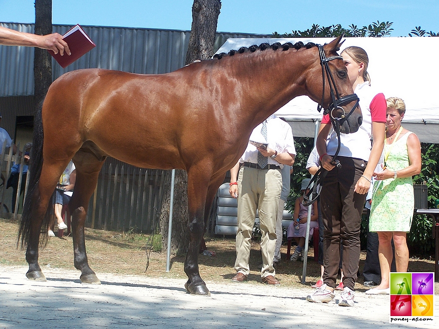 Cathrine Dufour présente Moonlight lors de l'inspection vétérinaire de l'échéance de Saumur – ph. Poney As