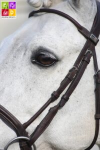 Le salon des étalons du Lion d’Agers a permis de voir sous toutes les coutures 35 reproducteurs.- ph. Poney As