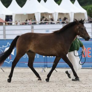 La femelle de 2 ans Kastille DC, fille du performer international Emmickhoven's Diego, est sacrée championne Suprême du National New Forest – ph. Agence Ecary / Nohe agency