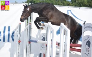Java du Taillis – ph. Poney As