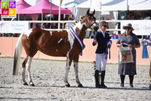 Jolipy du Roudoutous a remporté le titre de championne des femelles de 3 ans Sport puis le titre suprême – ph. Poney As