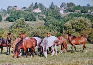 Les poneys de l'élevage de Civry