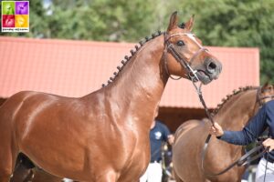 La classe des mâles de 2 ans recense douze approuvés - ph. Poney As
