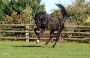 Jungle Boogie Alias*GSP - ph. Haras du Semnon