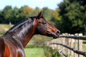 Westide Mirah II - ph. Haras du Semnon