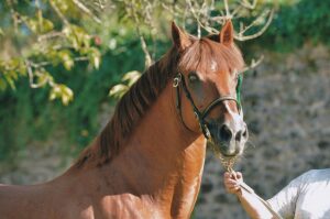 Imperial 1 = ph. L'Echo des Poneys