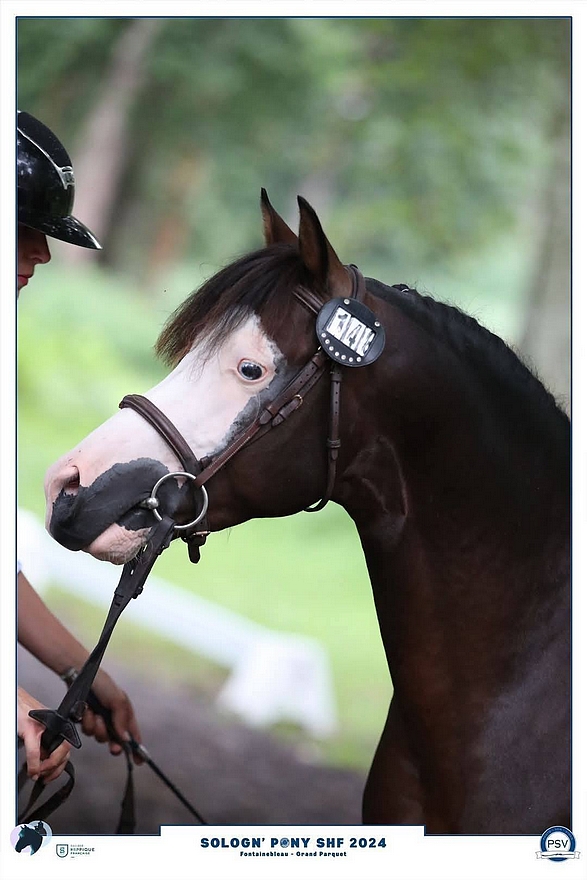 Jagger Embets Tilia - ph. PSV