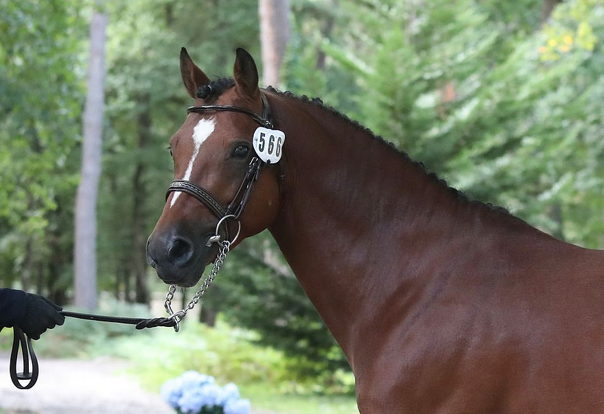 Jogry d'Odival – ph. PSV