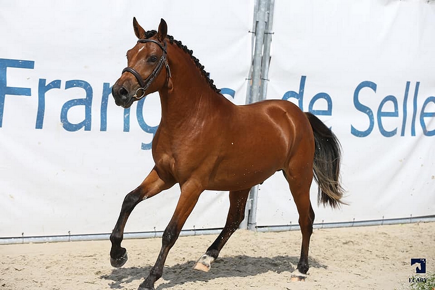 Jumbo des Etoiles - ph. Agence Ecary