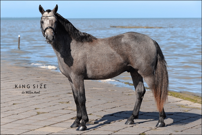 Kingsize de Milinavel