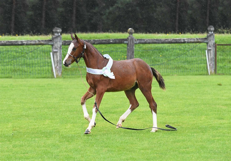 N'Igme des Star Ryes, fille de Jogry d'Odival, championne de France des jeunes foals Pfs – coll. privée