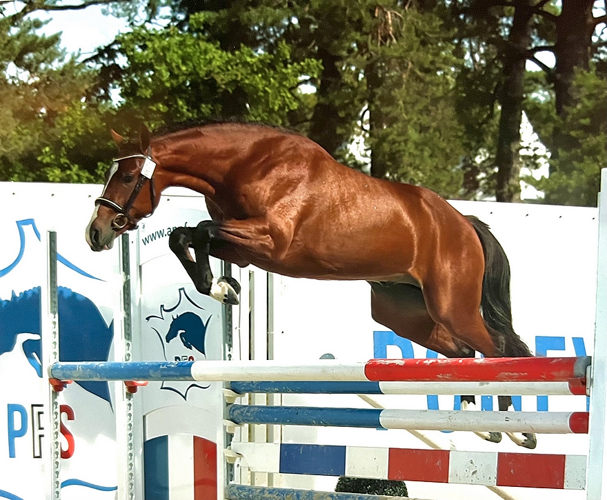 Nidavellir d’Aven, fils de Jotunn d’Aven