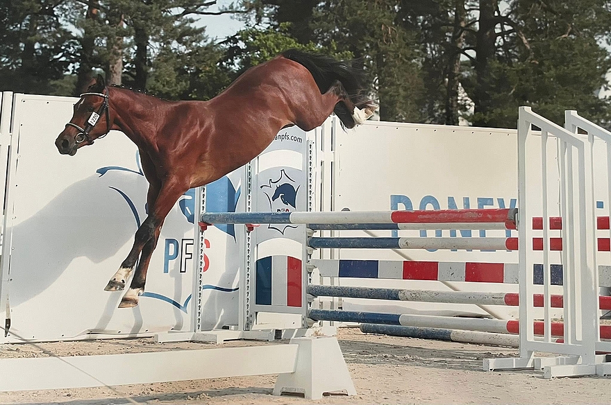 Nil d’Amour Montvert, fils de Jogry d’Odival, approuvé étalon Pfs à 2 ans - ph. Agence Ecary