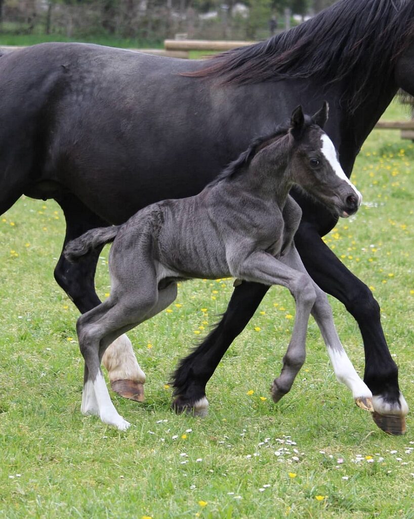 Poulain d'Orchard NL - ph. coll. privé