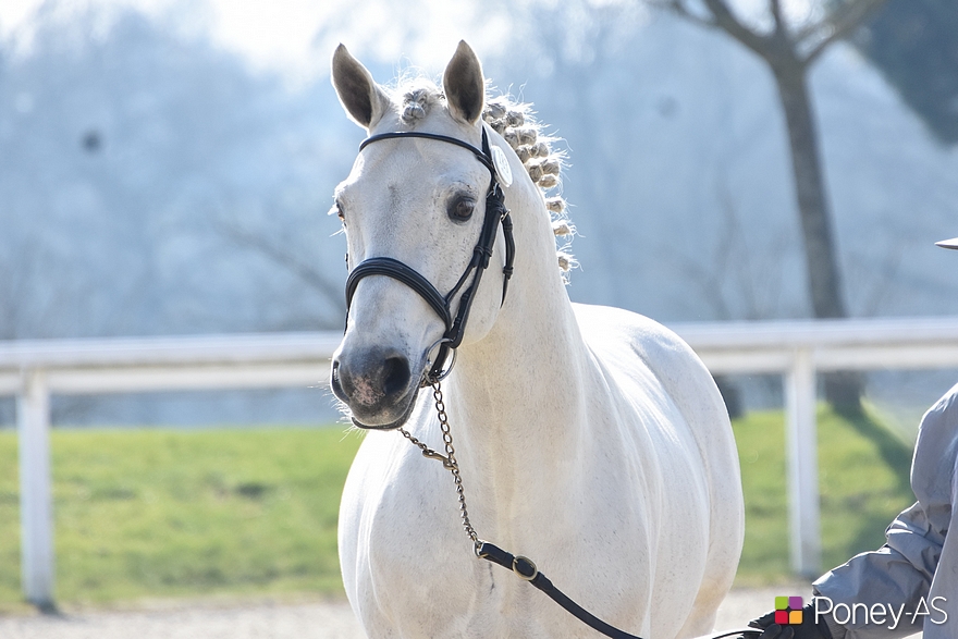 Vox Pop de l'Aulne - ph. Poney As