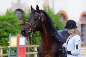 Westide Mirah II - ph. Haras du Semnon