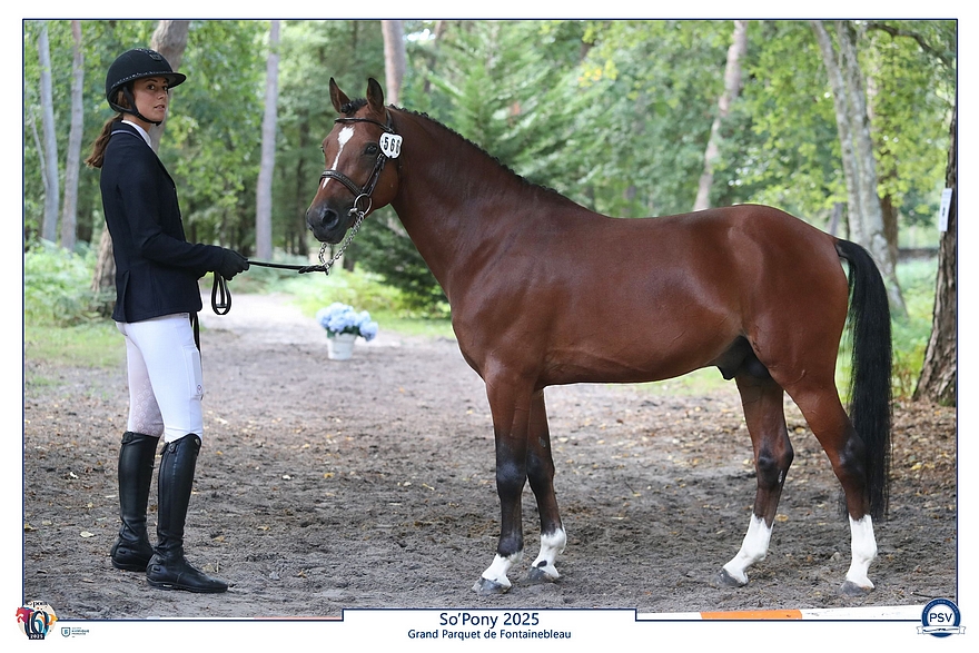 Jogry d'Odival – ph. PSV