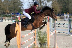 Ugo des Clas*Dorcamp – ph. Haras du Semnon