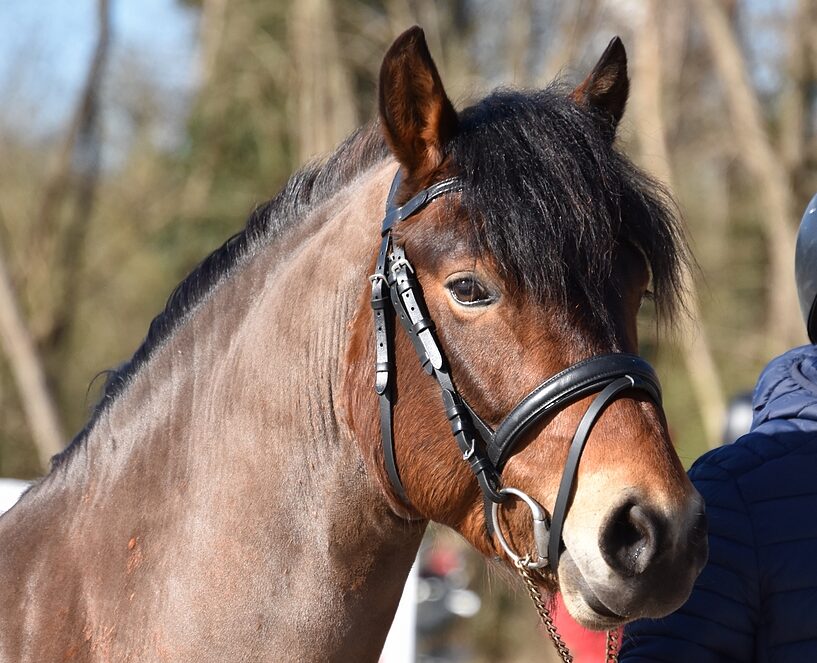 Rodlease Major Tom - ph. Poney As