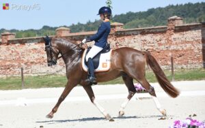 Boogie de l'Aube avait brillé l’été dernier à Strzegom sous la selle de Maddy Dijkshoorn – ph. Poney As