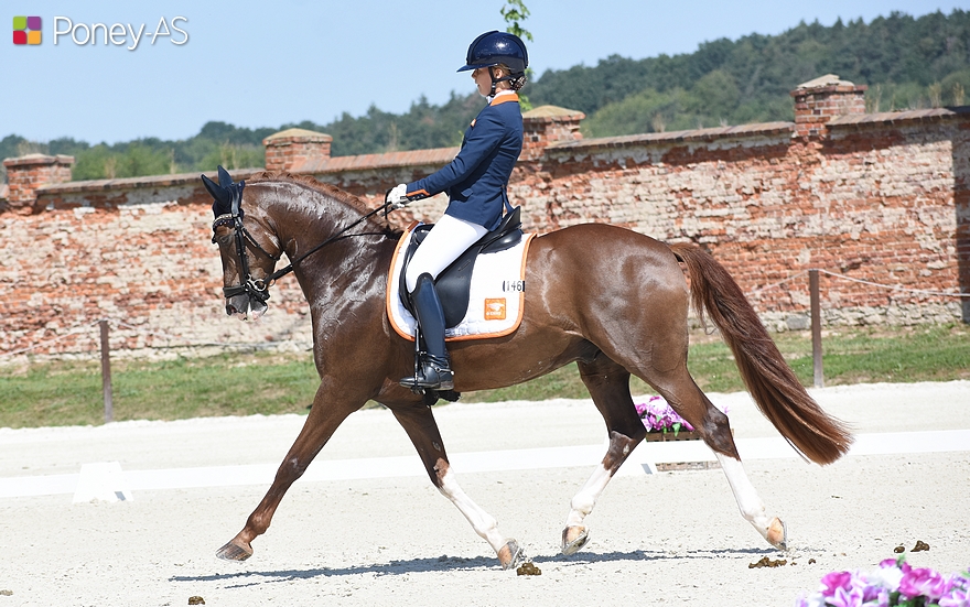 Boogie de l'Aube avait brillé l’été dernier à Strzegom sous la selle de Maddy Dijkshoorn – ph. Poney As