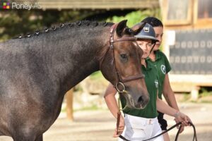 Lou Mydarlin'Gascogne est le nouveau champion suprême du National New Forest – ph. Poney As