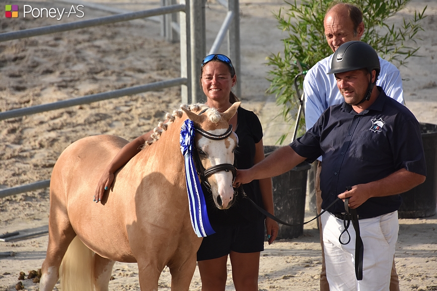 3 ans poneys de sport (mâles) - Kalypso du Krystal - ph. Poney As