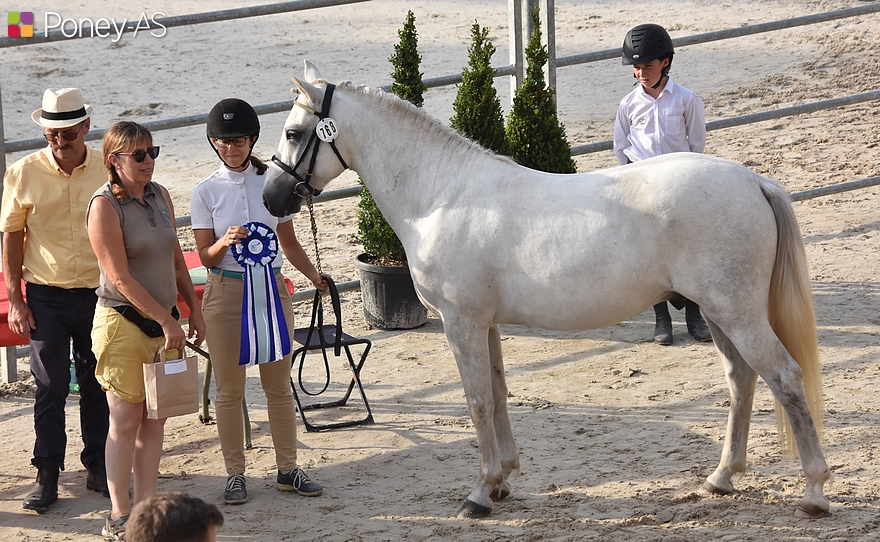 3 ans poneys de sport (mâles) - Kirikou du Gévaudan - ph. Poney As