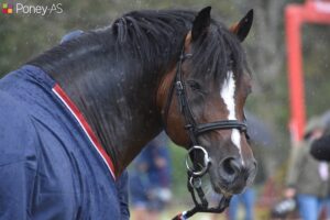 Boston du Verdon, grand champion de concours complet, est gratifié cette année encore du meilleur IPC : 183 - ph. Poney As