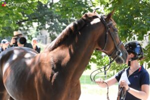 Vedouz de Nestin et sa cavalière Jeanne Hirel lors de l'inspection vétérinaire des championnats d'Euroep de 2021. L'étalon Connemara Part-Bred entamera en 2024 pour sa première saison de monte - ph. Poney As