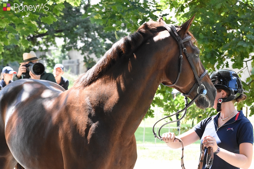 Vedouz de Nestin et sa cavalière Jeanne Hirel lors de l'inspection vétérinaire des championnats d'Europe de Strzegom. 2024 sera la première année de monte de l'étalon Connemara Part-Bred - ph. Poney As