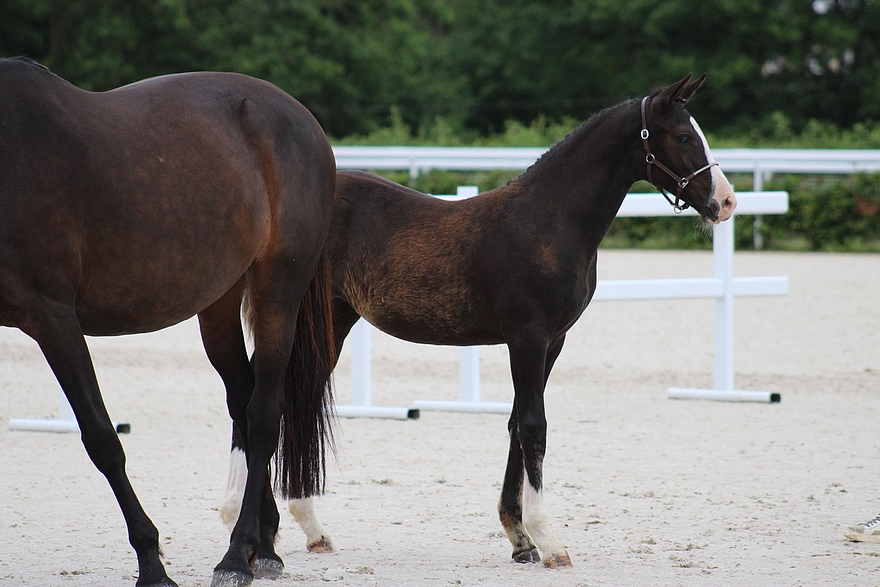 Palma Sereld'Hel, fille de King Kong Star d'Été, championne Suprême Pfs - ph. M. Le Guen