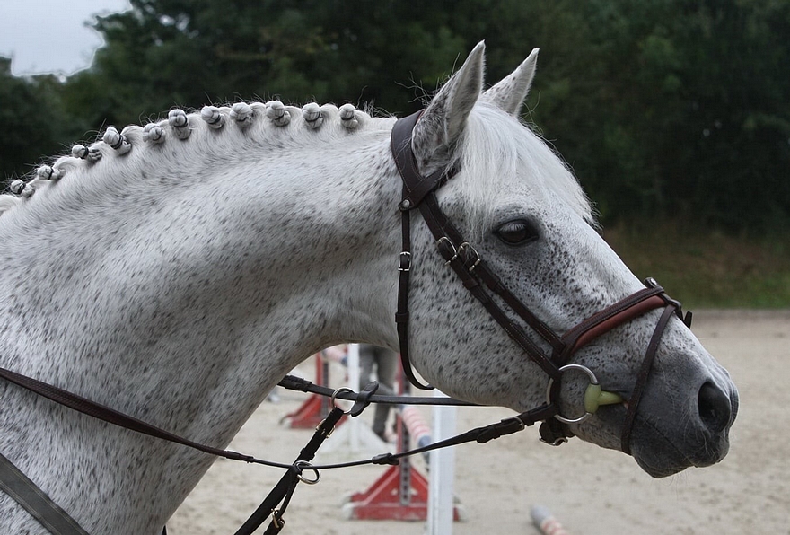 Prince de Joux – ph. élevage d’Albran