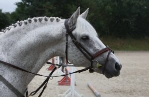 Prince de Joux – ph. élevage d’Albran