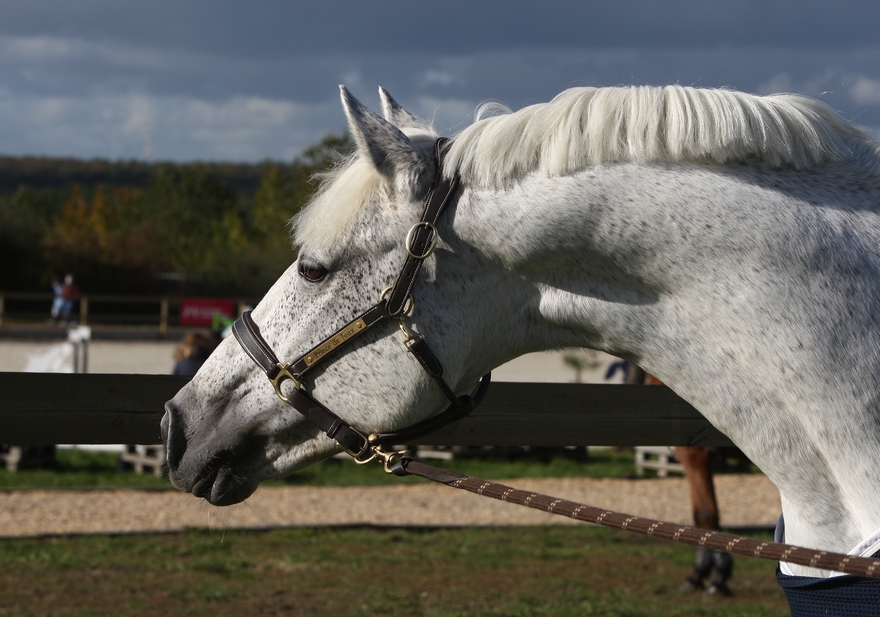 Prince de Joux - ph. Elevage d'Albran