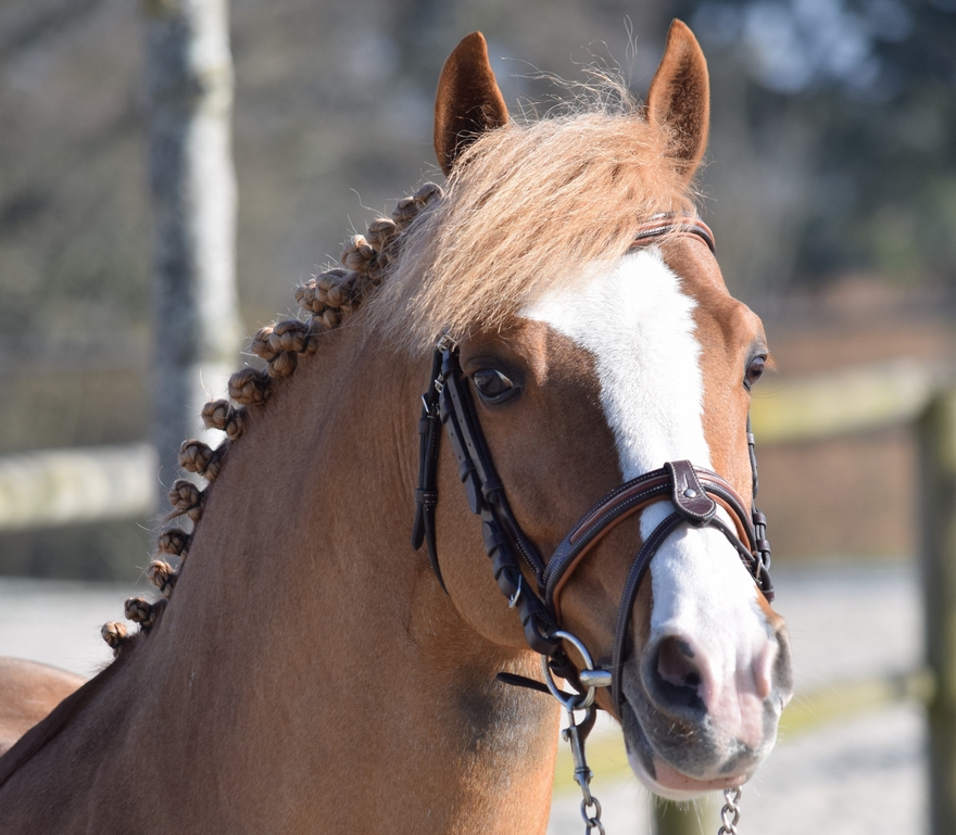 Ulk d'Été - ph. Marine Barlet / Haras Numenor