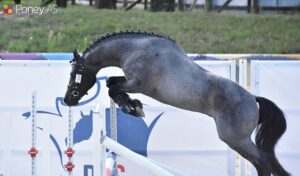 Looping EPDJ (Very Star Kerveyer, Pfs x Zodiak SL, Nrps) est sacré champion de France des mâles PFS de 3 ans – ph. Poney As