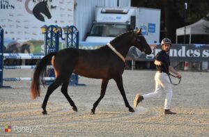 La championne des femelles PFS de 3 ans Let It Be Farrier (Usandro Tilia Derlenn, Wpb x Dexter Leam Pondi, Co)