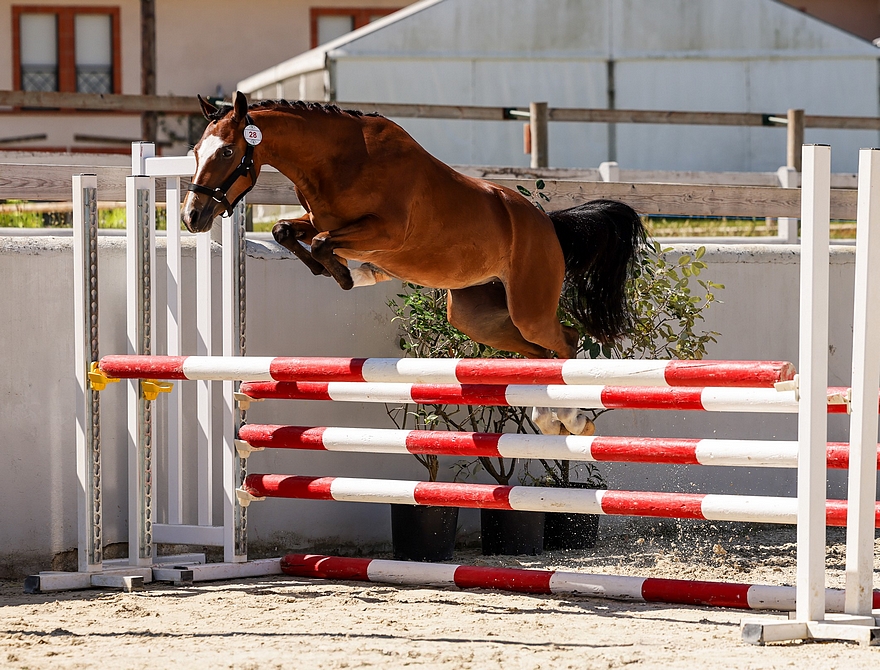 Neytiri HDB, par Boueben de Balizac, 1re des femelles de 2 ans du régional de Saint-Étienne-de-Tulmont - ph. coll. privée