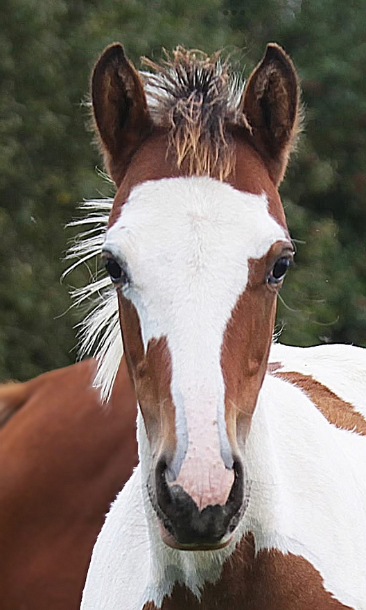 Ottobhann du Rouget, fils de John Deere du Rouget – ph. coll. privée