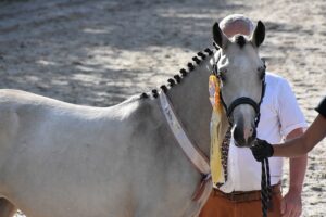 Olympe du Désir est sacrée championne des pouliches PFS d’un an – ph. Poney As