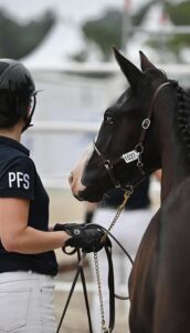 Palma Sereld'Hel décroche le titre de championne de France des femelles âgées