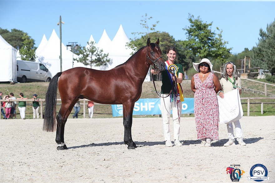 Récompensé en 2023, Nim DC empoche de nouveau le titre de champion suprême New Forest de croisement - ph. PSV