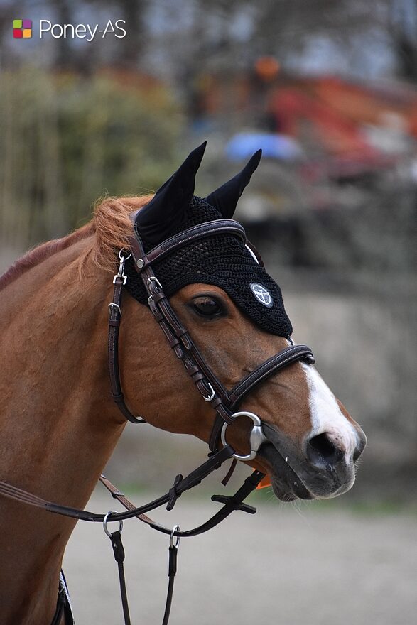 Sous la selle de sa fidèle cavalière Lola Fleurance, l’étalon Éros de Vallet s'est adjugé l'épreuve de vitesse samedi - ph. Poney As