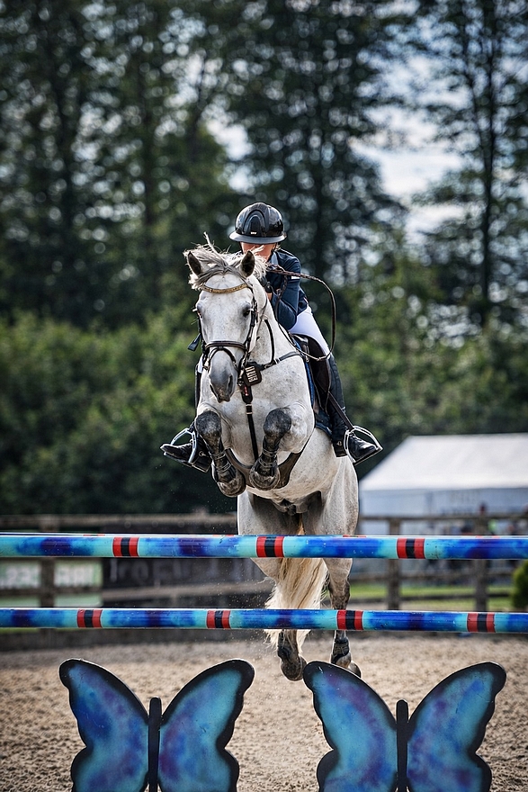 L'étalon Connemara Vox Pop de l’Aulne
