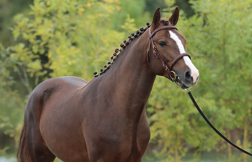 Mabar de Jima - ph. Mathieu Papegay