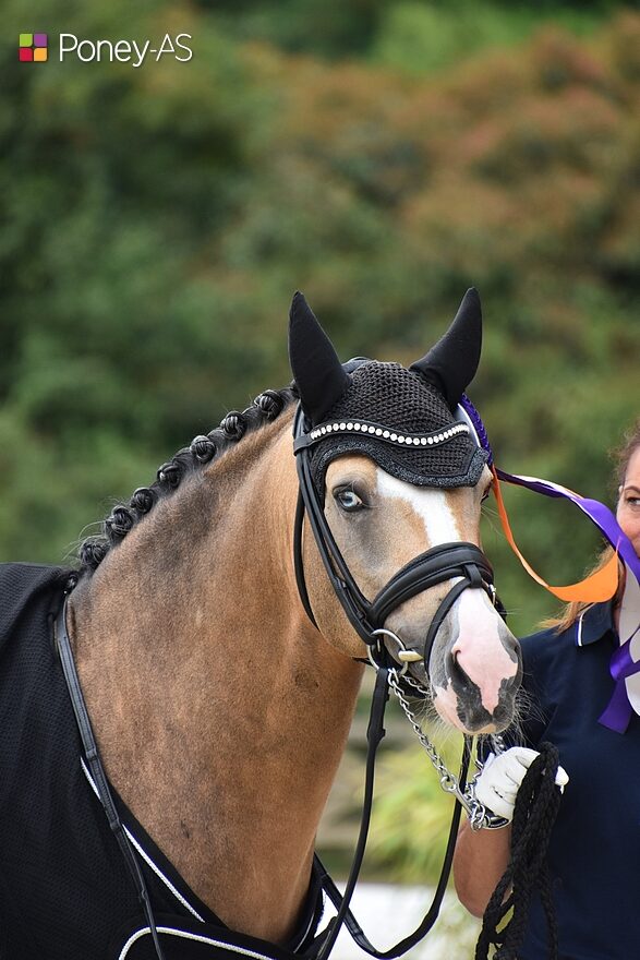 Diamantini EA WE (Diamond Touch x FS Pavarotti), le complice de Leni-Sophie Gosmann – ph. Poney As